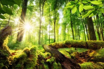  Fototapeta drzewa 4222