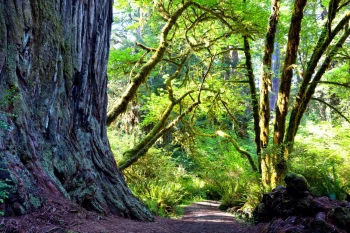  Fototapeta drzewa 4398