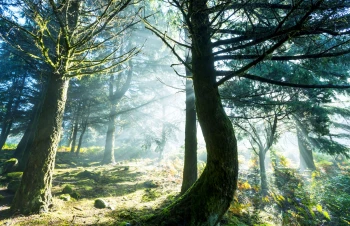  Fototapeta drzewa 4409