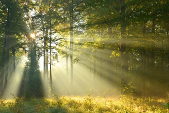  Fototapeta drzewa 4414