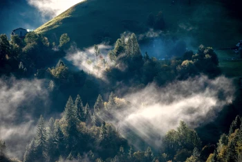  Fototapeta drzewa 4448