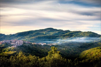  Fototapeta drzewa 4454