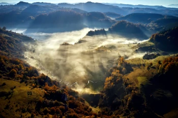  Fototapeta drzewa 4455