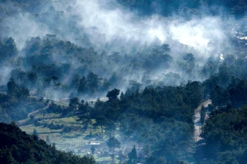  Fototapeta drzewa 4456