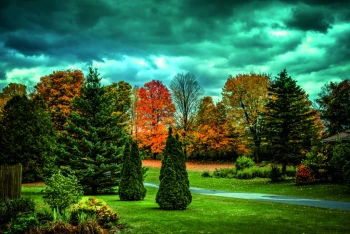  Fototapeta drzewa kolor 719