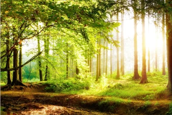  Fototapeta drzewa, ścieżka, las 5138