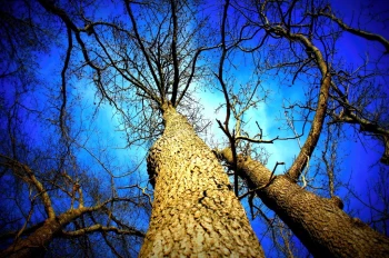  Fototapeta drzewa widok z dołu 717