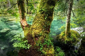  Fototapeta drzewo 4219