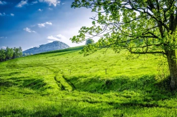  Fototapeta drzewo 747a