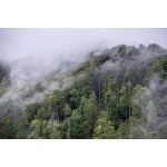  Fototapeta góry, las, widok 5581