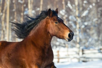  Fototapeta koń 1670