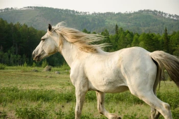  Fototapeta koń 1709