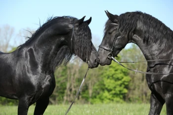  Fototapeta konie 1661