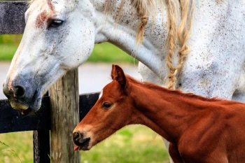  Fototapeta konie 1689