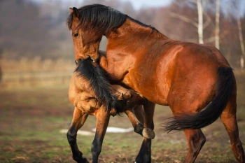  Fototapeta konie 1692