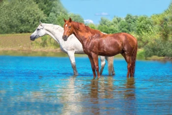  Fototapeta konie 1703