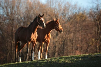  Fototapeta konie 1711