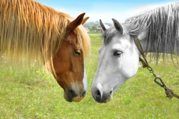  Fototapeta konie na łące 1697