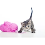  Fototapeta koteczek 839a