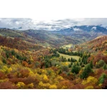  Fototapeta krajobraz, pola, lasy 5584