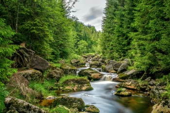  Fototapeta krajobraz, rzeka, las 5117