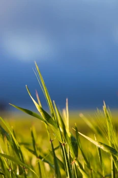  Fototapeta łąka 083p