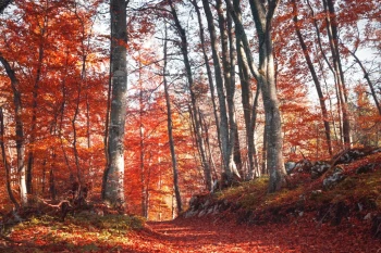  Fototapeta las jesienią 769a