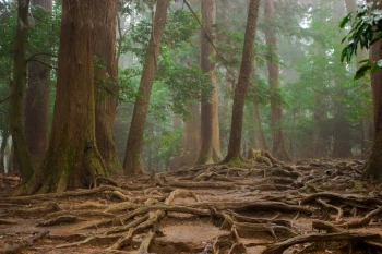  Fototapeta las korzenie 726