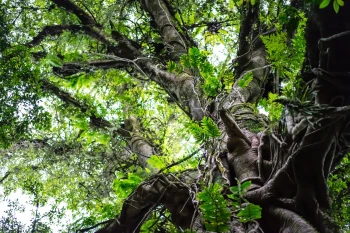  Fototapeta las, liście, drzewa 5122