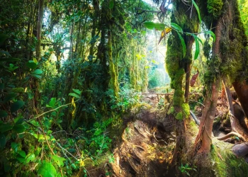  Fototapeta las, liście, drzewa 5123