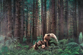  Fototapeta las, niedźwiedzie  5144