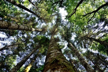  Fototapeta lasy 752a