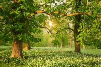  Fototapeta lasy 753a