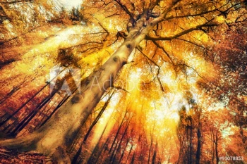  Fototapeta lasy 759a