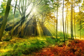  Fototapeta lasy 760a