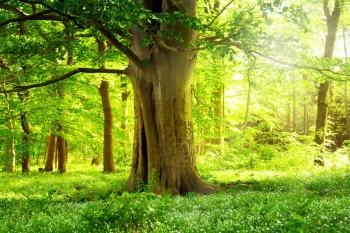  Fototapeta lasy 761a