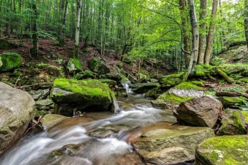  Fototapeta lasy 770a