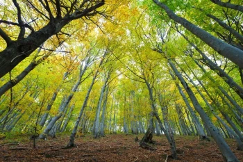  Fototapeta lasy 771a