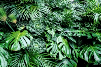  Fototapeta liść 4475