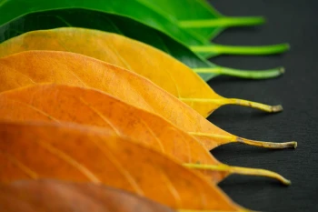  Fototapeta liście 4207