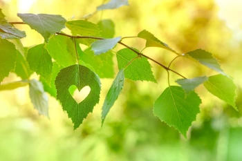  Fototapeta liście 4213