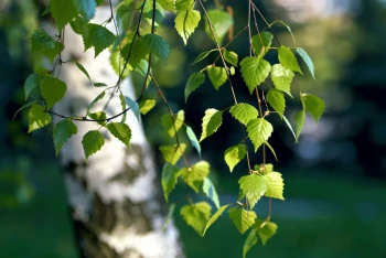  Fototapeta liście 4225