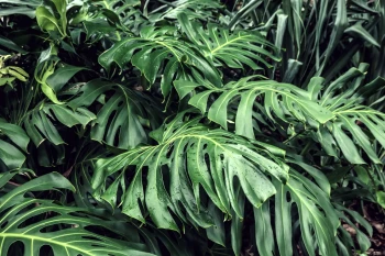  Fototapeta monstera 4471