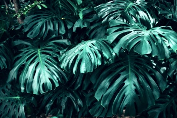  Fototapeta liście 4473