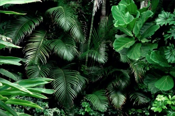  Fototapeta liście 4478