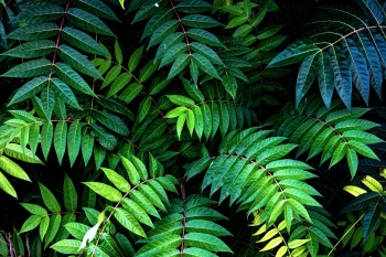  Fototapeta liście 4485