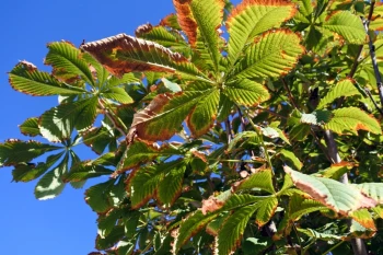  Fototapeta liście 746