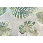  Fototapeta monstera, liście monstery 5569