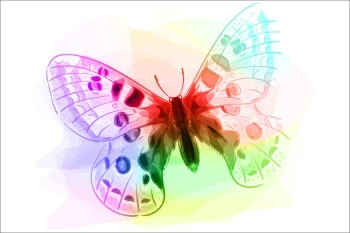  Fototapeta motyl 4105