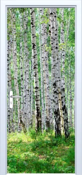  Fototapeta na drzwi brzozy 876